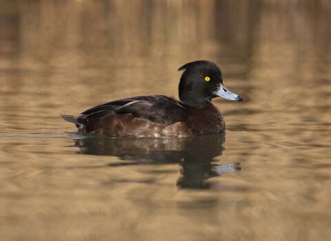 Tufted Duck