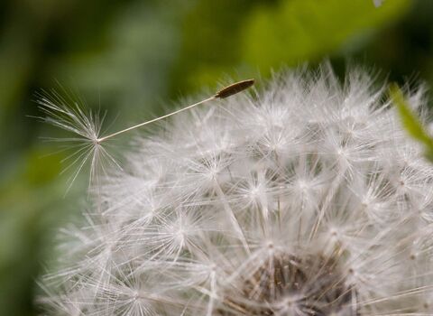 Common Dandelion