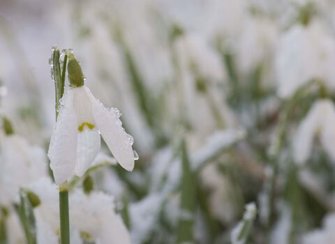 Snowdrops