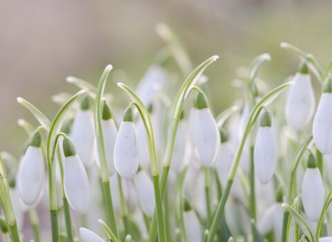 Snowdrops