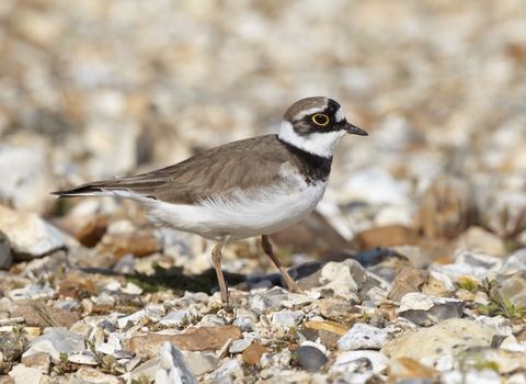 Little Ringed Plover