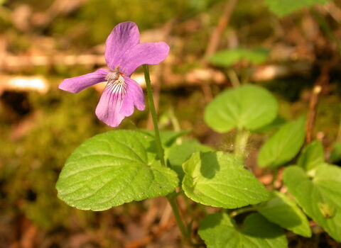 Marsh Violet