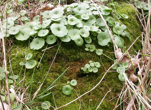 Navelwort