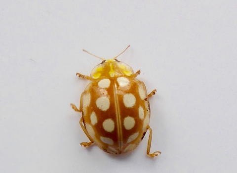 Orange Ladybird