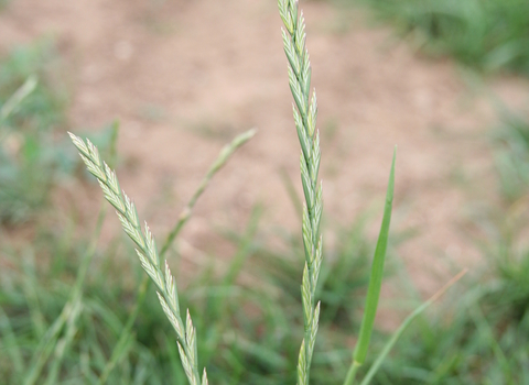 Perennial Rye-grass