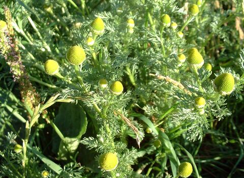 Pineappleweed
