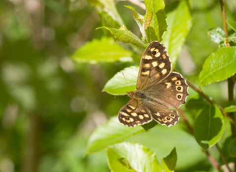 Speckled Wood