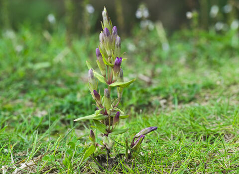 Autumn Gentian