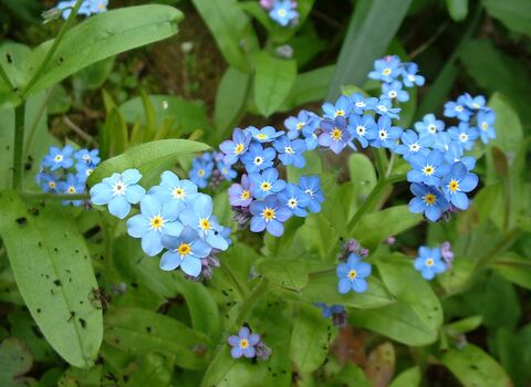 Wood Forget-me-not