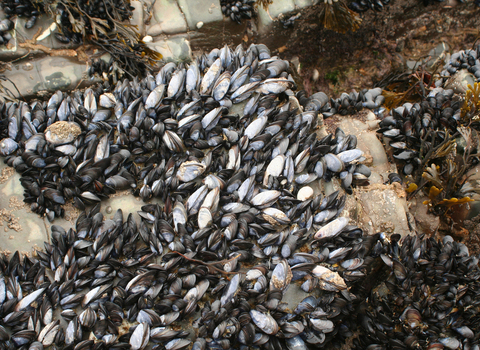 Mussels