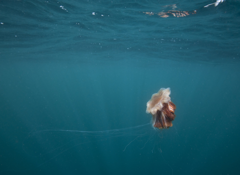 Lion's mane jellyfish