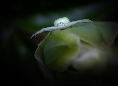 crab spider