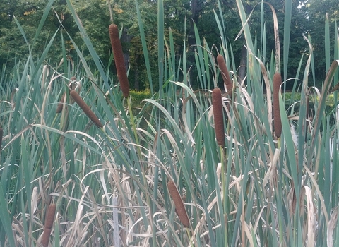 bulrush