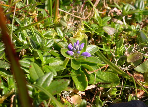 Dwarf milkwort