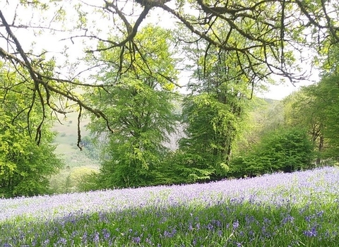 Vicarage Meadows