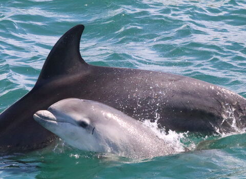 Bottlenose Dolphin and calf 2