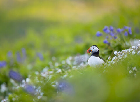 Puffin amongst flowers on Skomer Island. 