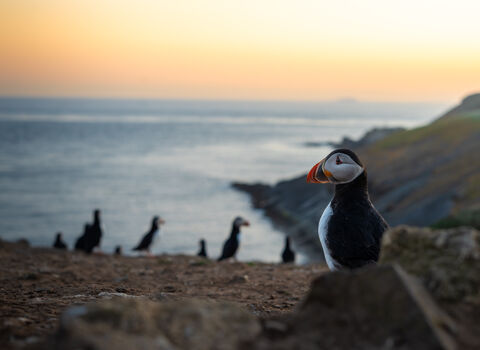 A sunset photo of puffins on a bank at the Wick.