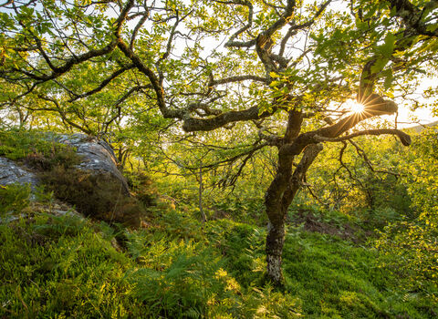 Moss covered tree in an area of rainforest