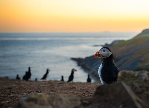Puffins on Skomer at sunset. 