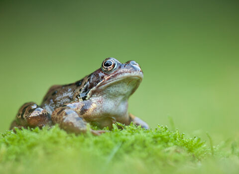 Frog on moss against a green background. 