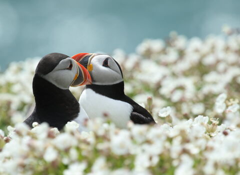 Two Puffins rubbing bills in white flowers. 