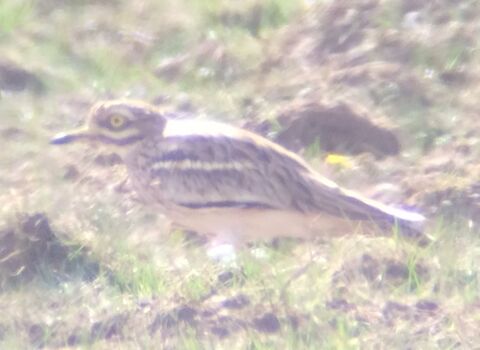 A stone curlew standing in short grass. It's a hunched, brown bird with long legs, a thin beak and a large yellow eye