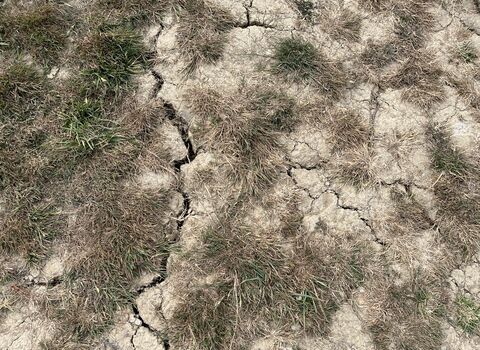 Large cracks are visible in very dry mud following a heatwave, with patchy brown grass