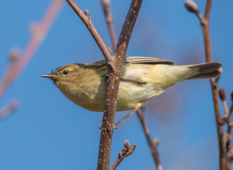 Chiffchaff on branch