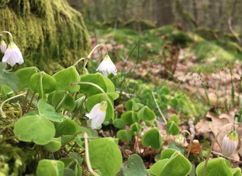 Wood sorrel growing from moss in a wooded valley