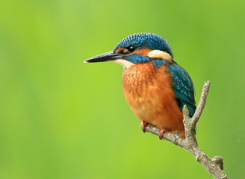 Kingfisher