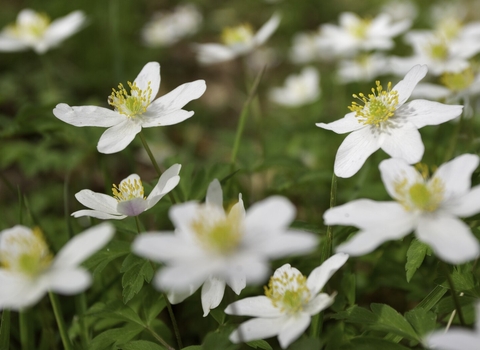 Wood Anemone