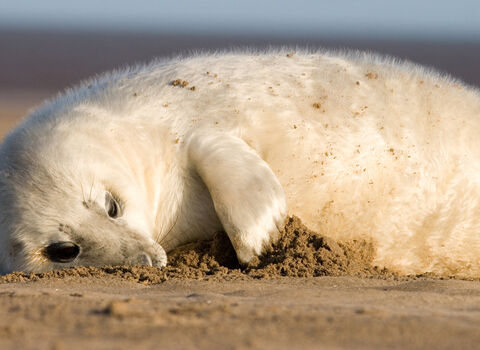 seal pup