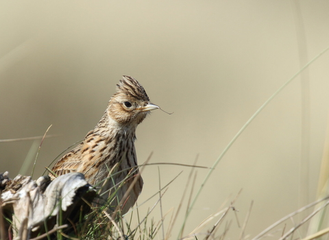 Skylark