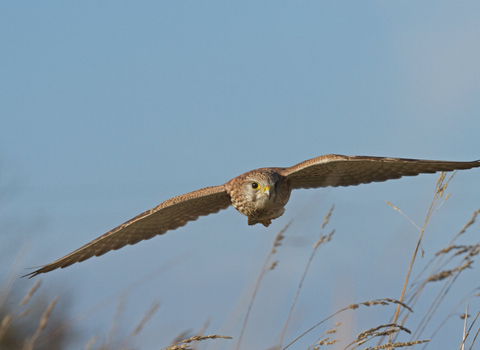 Kestrel flying